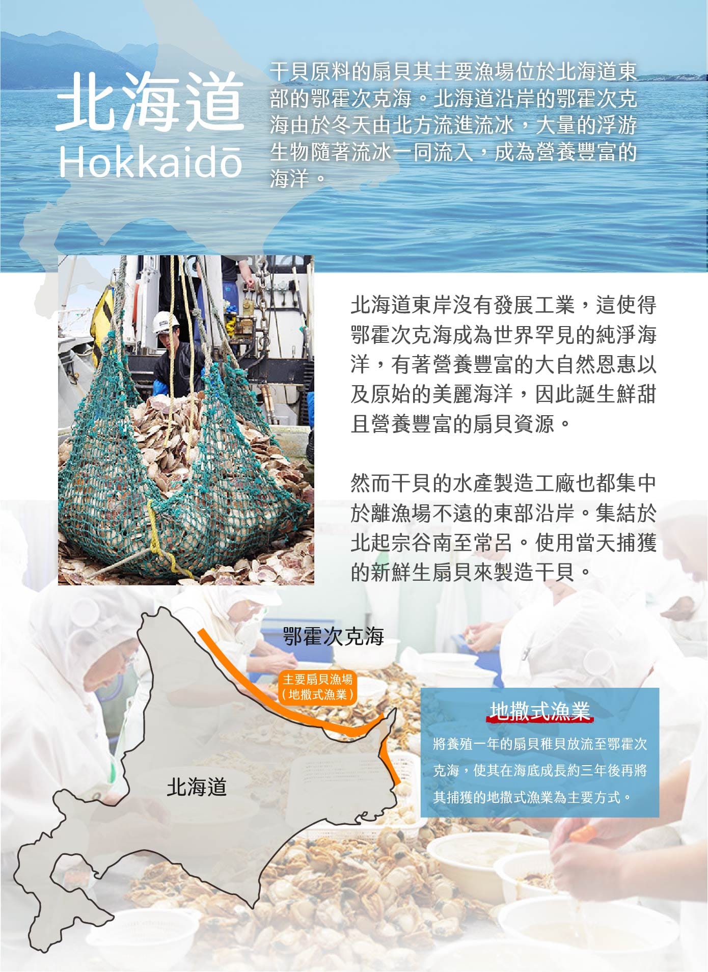 北海道生食級熟干貝金海昌水產新鮮宅配l級北海道生食級干貝帆立貝柱